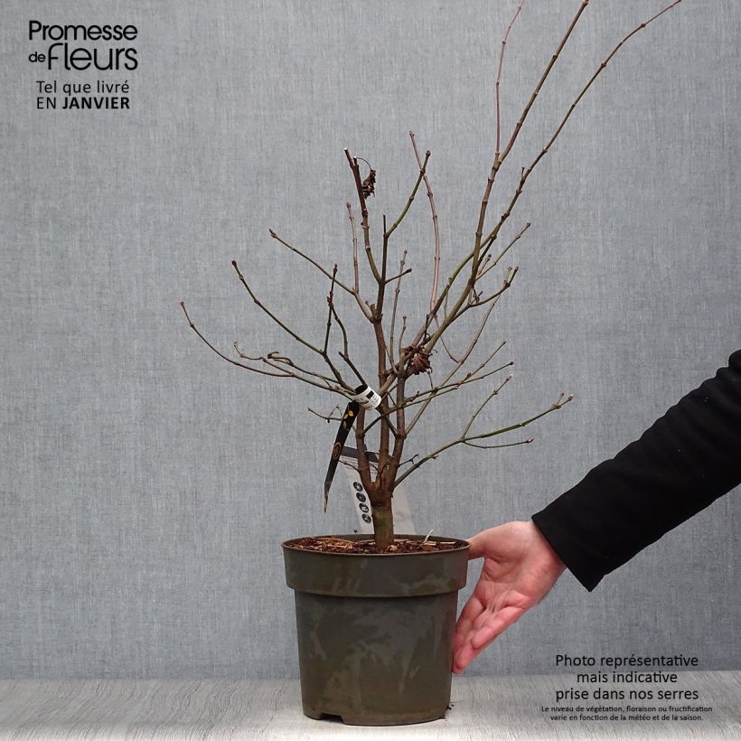 Example of Érable du Japon - Acer shirasawanum Autumn Moon Pot van 7,5 l/10 l as you get in hiver