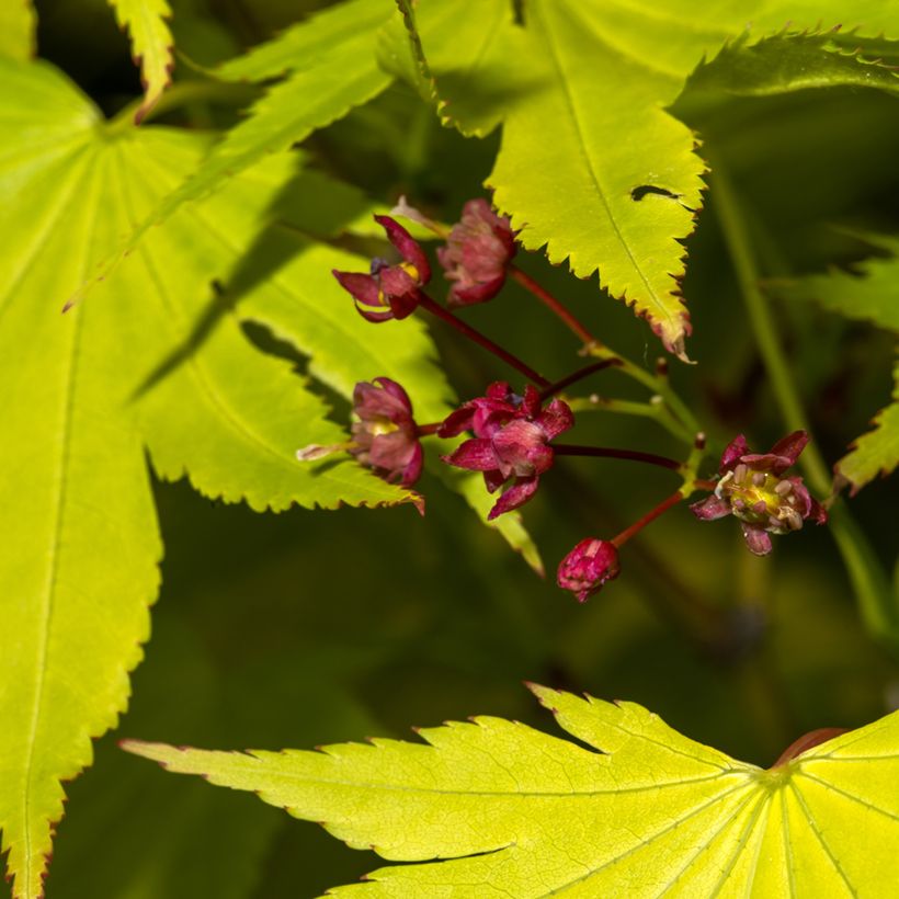 Acer shirasawanum Jordan - Japanse esdoorn (Bloei)