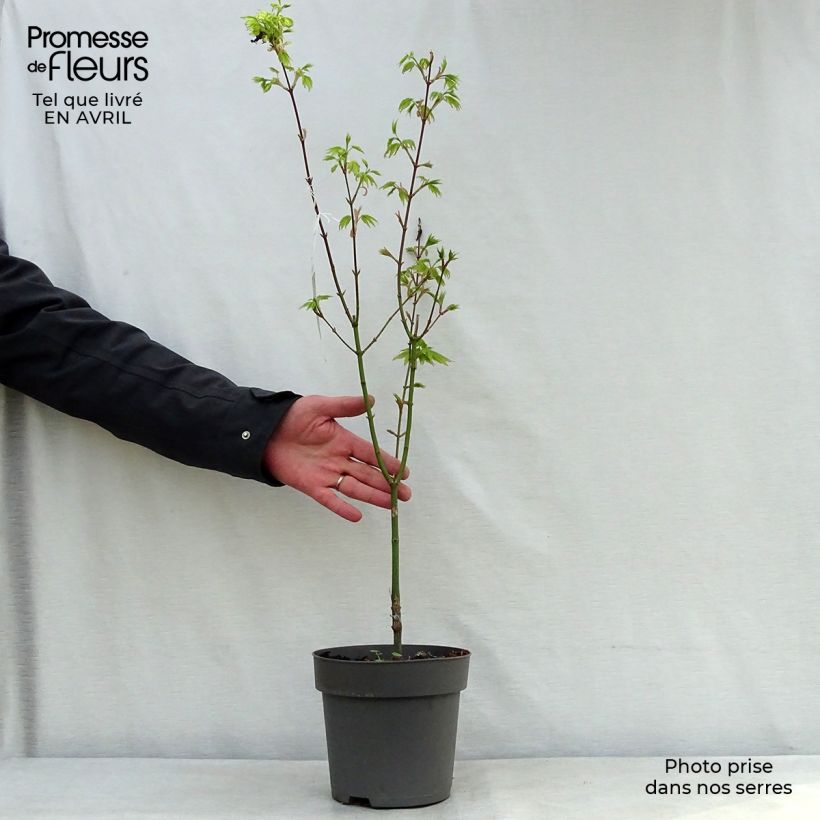 Exemplaar van Acer shirasawanum Jordan - Japanse esdoorn Pot van 2 l/3 l zoals geleverd in de lente