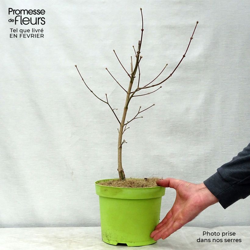 Example of Erable du Japon - Acer shirasawanum Moonrise Pot van 6 l/7 l as you get in hiver