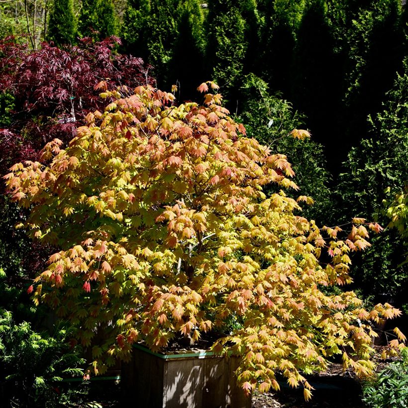 Acer shirasawanum Moonrise - Japanse esdoorn (Groeiplaats)