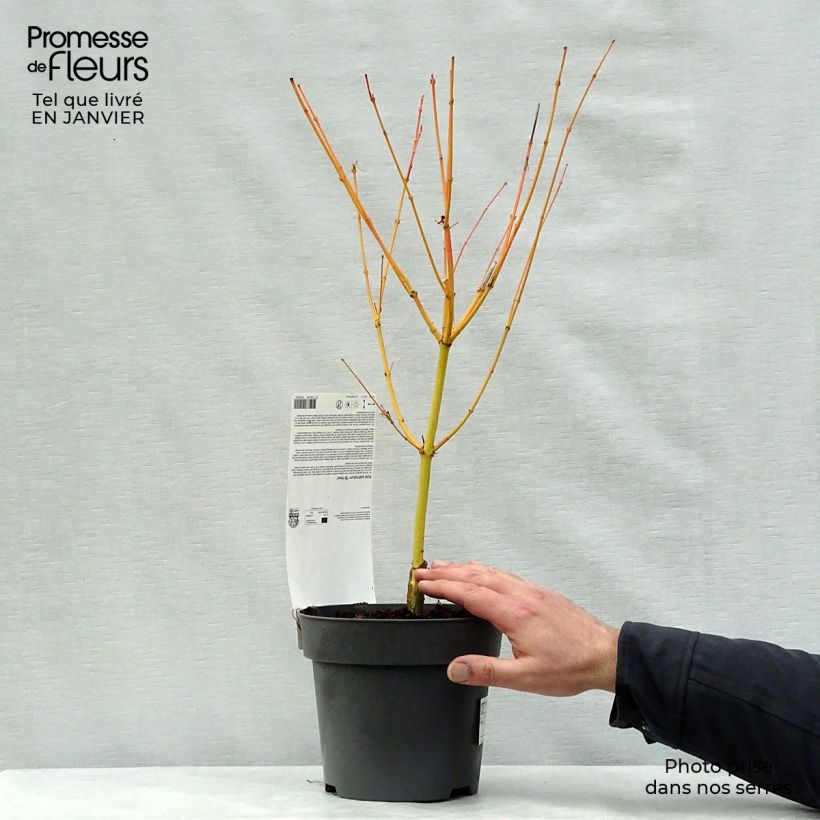 Example of Acer palmatum Bi Hoo - Japanse esdoorn Pot van 2 l/3 l as you get in hiver