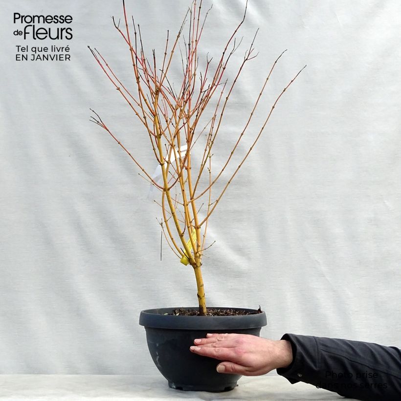 Example of Acer palmatum Bi Hoo - Japanse esdoorn Inhoud 7,5 l / 10 l as you get in hiver