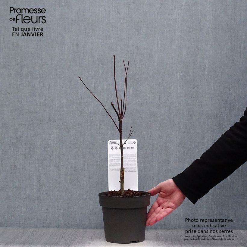 Example of Érable du Japon Black Lace - Acer palmatum Pot van 2 l/3 l as you get in hiver