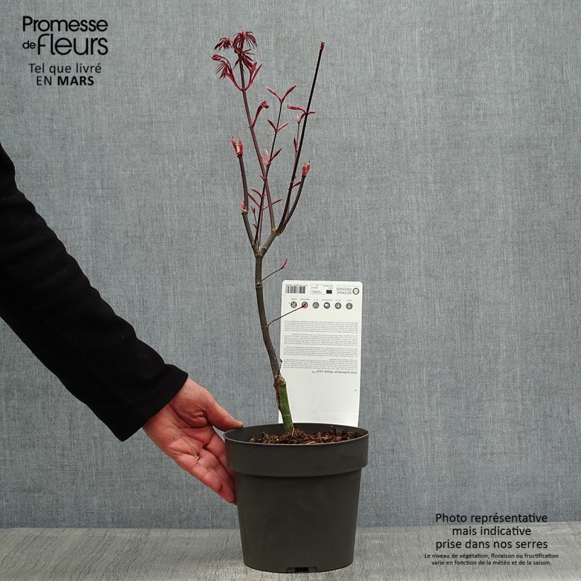Exemplaar van Acer palmatum Black Lace - Japanse esdoorn Pot van 2 l/3 l zoals geleverd in de lente