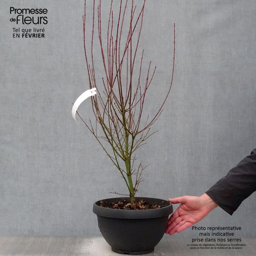 Example of Érable du Japon Jerre Schwartz - Acer palmatum Inhoud 7,5 l / 10 l as you get in hiver
