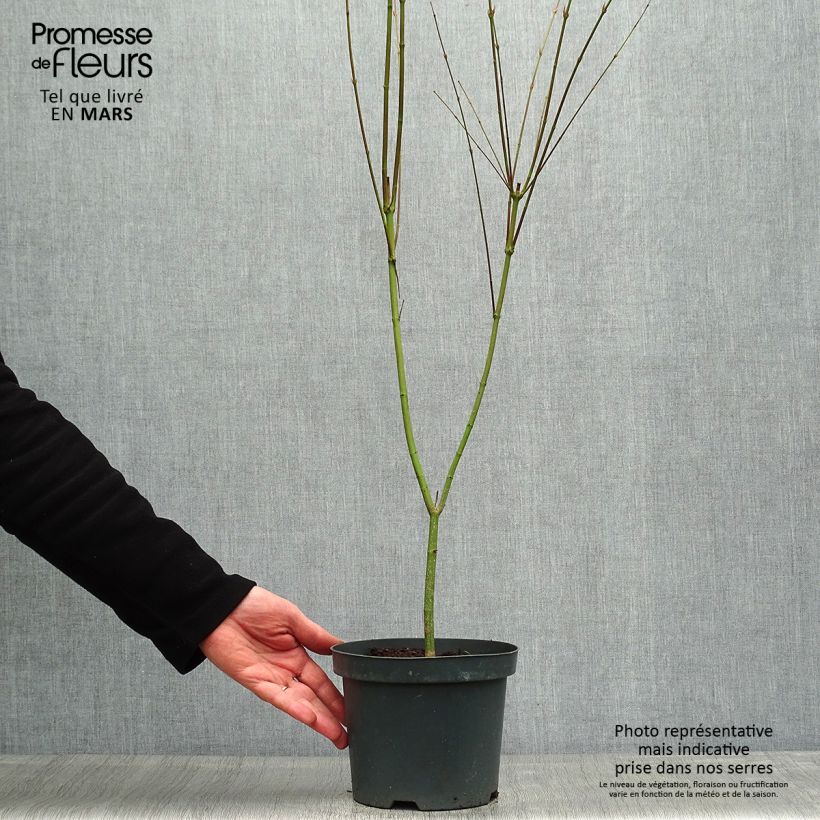 Exemplaar van Acer palmatum Phoenix - Japanse esdoorn Pot van 2 l/3 l zoals geleverd in de lente