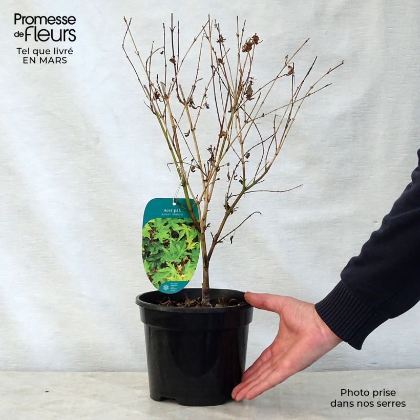 Example of Erable du Japon nain - Acer palmatum Berry Broom Pot van 2 l/3 l as you get in printemps