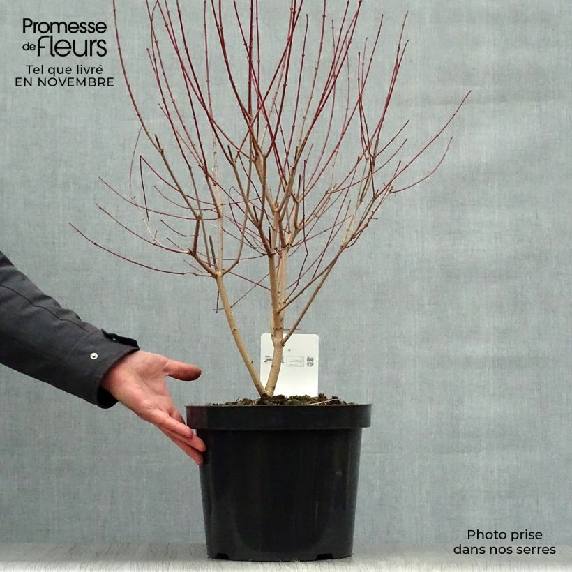 Exemplaar van Acer tataricum subsp. ginnala Bailey Compact - Amoer-esdoorn Pot van 7,5 l/10 l zoals geleverd in de herfst