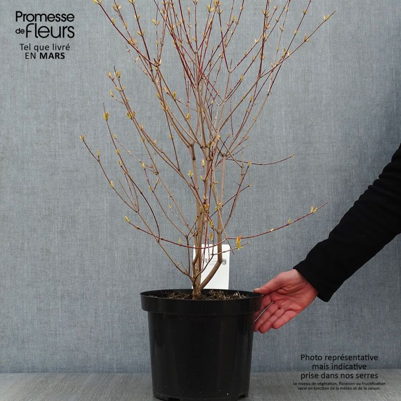 Example of Erable du fleuve Amour - Acer ginnala Bailey Compact Pot van 7,5 l/10 l as you get in hiver