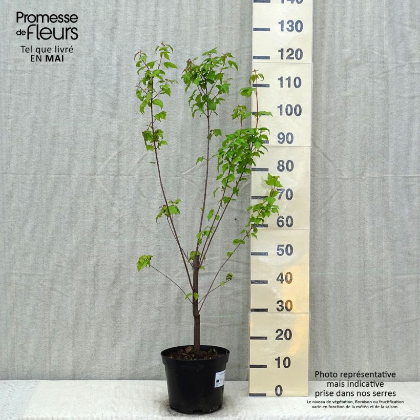 Example of Érable du fleuve Amour - Acer ginnala Pot van 4 l/5 l as you get in printemps