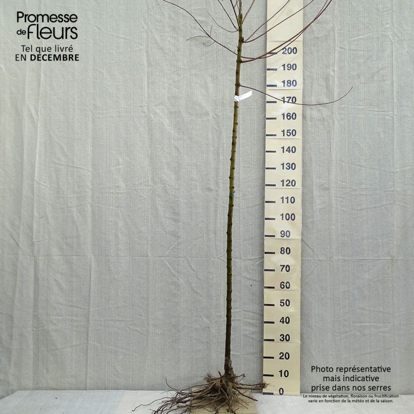 Example of Érable du fleuve Amour - Acer ginnala Naakte wortel as you get in hiver