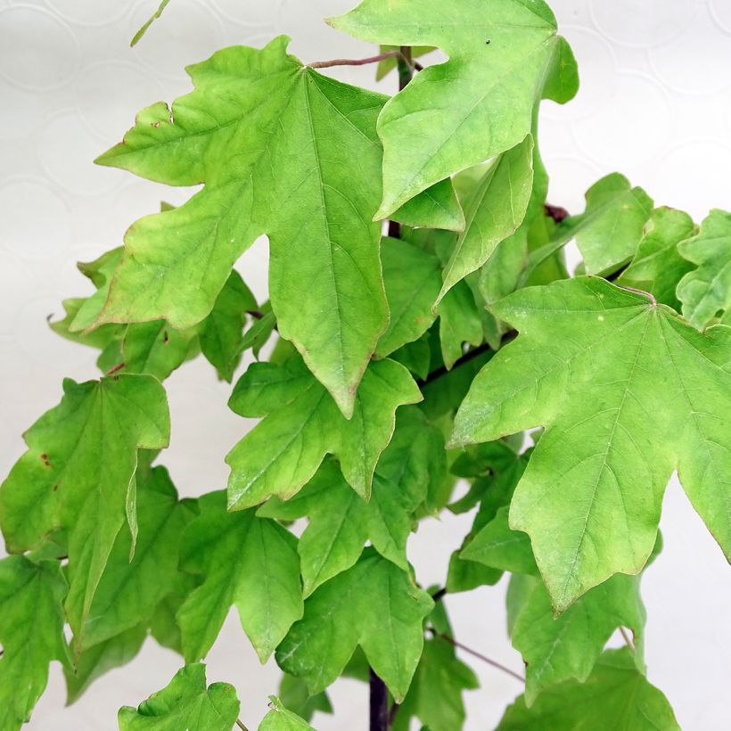 Acer x orientalia Minorient -  Esdoorn (Foliage)