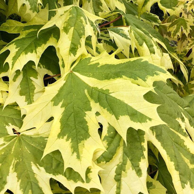 Acer platanoides Drummondii - Noorse esdoorn (Foliage)