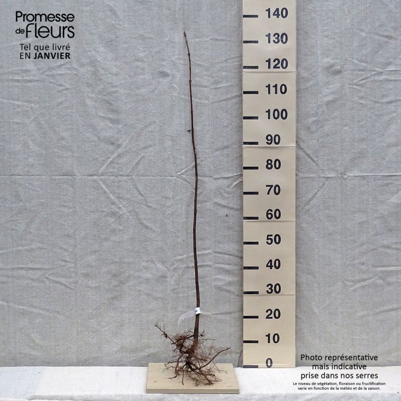 Example of Érable sycomore - Acer pseudoplatanus Naakte wortel as you get in hiver