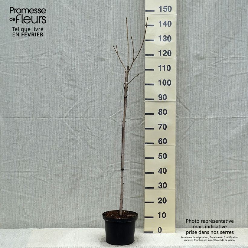 Example of Acer pseudoplatanus Brilliantissimum - Bonte bolesdoorn Pot van 4 l/5 l as you get in hiver