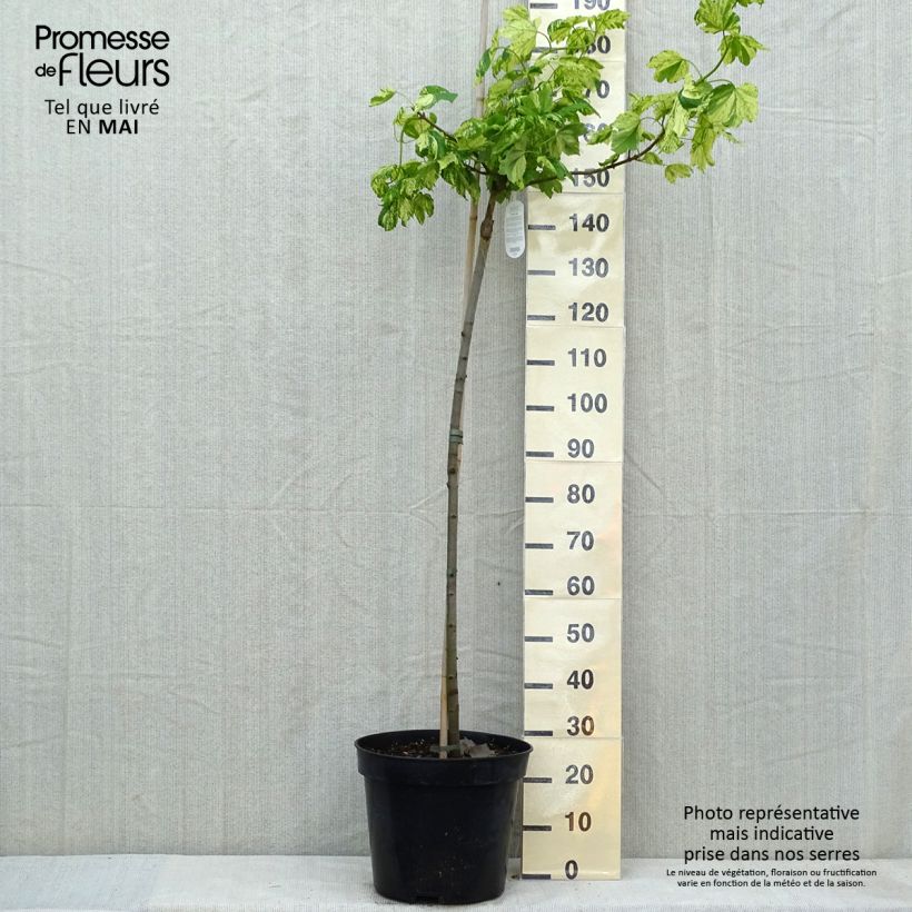 Example of Érable sycomore Leopoldii - Acer pseudoplatanus Pot van 20 l/25 l as you get in printemps