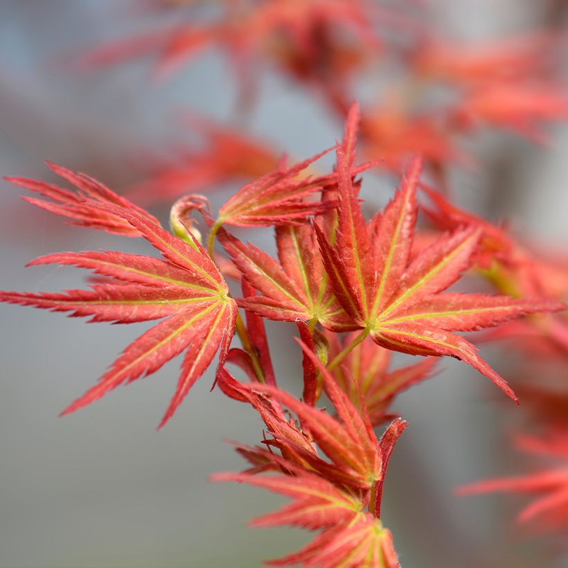 Acer palmatum Wilsons Pink Dwarf - Japanse esdoorn (Blad)