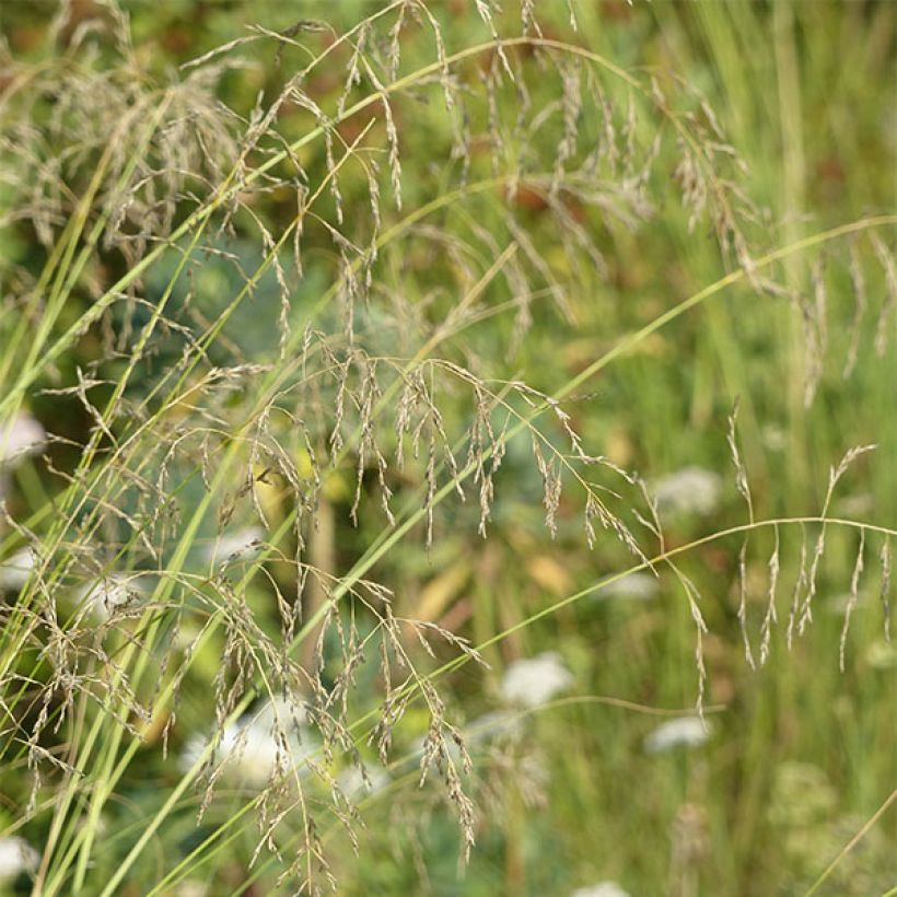 Eragrostis curvula - Liefdesgras (Flowering)