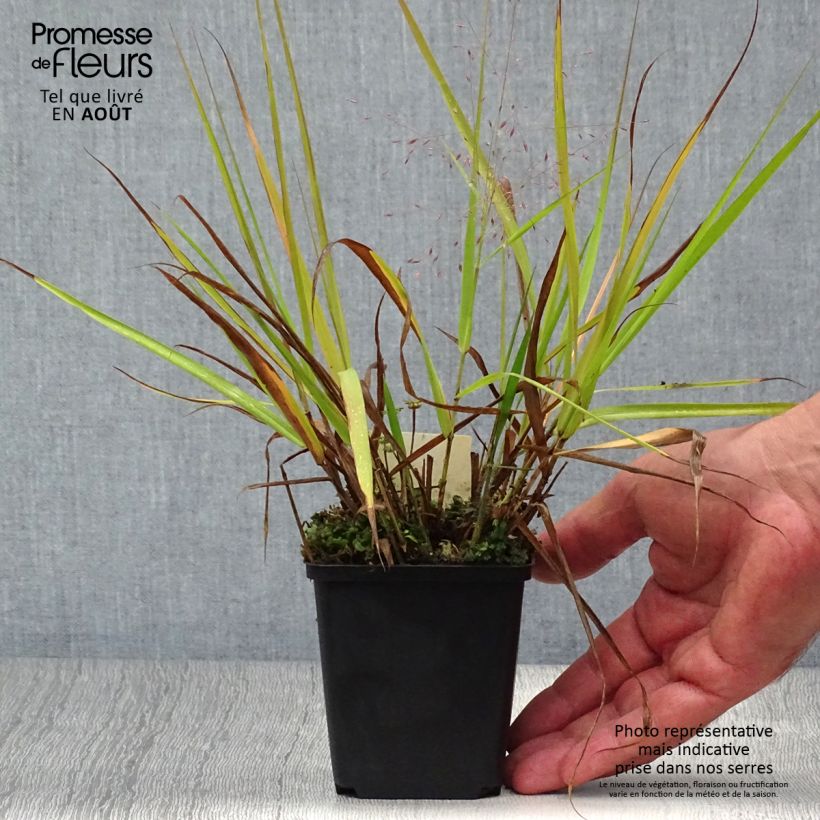 Exemplaar van Eragrostis spectabilis Great Plains - Liefdesgras Kweekpotje van 8/9 cm zoals geleverd in de zomer