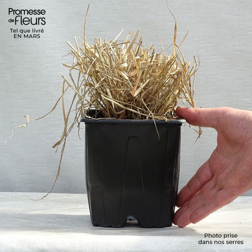 Example of Eragrostis spectabilis - Herbe d'amour Pot van 1,5 l/2 l as you get in hiver