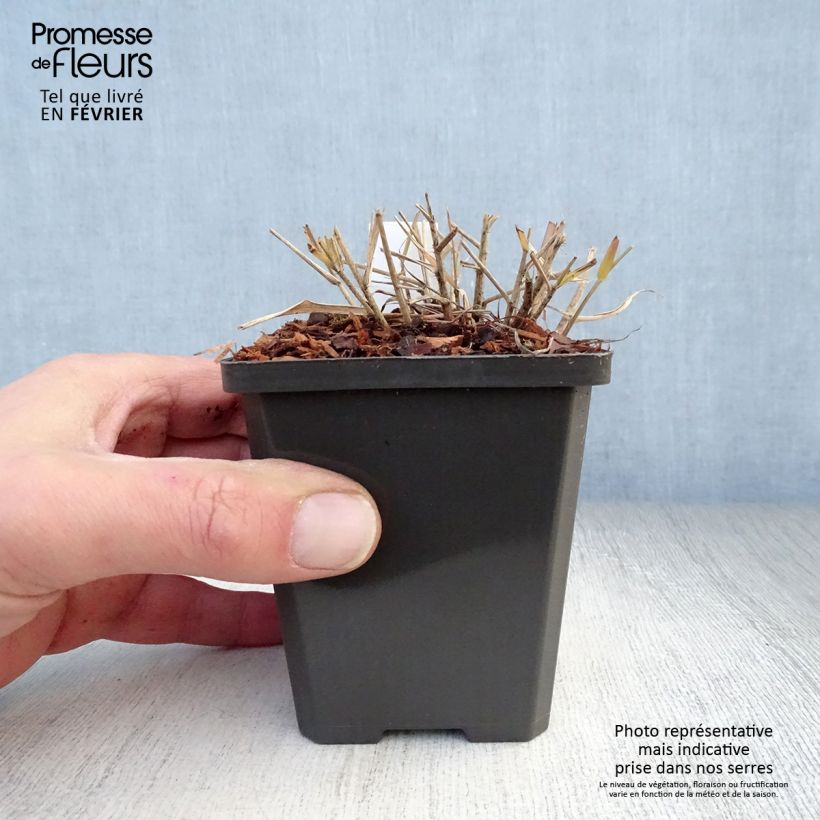 Example of Eragrostis spectabilis - Herbe d'amour Kweekpotje van 8/9 cm as you get in hiver