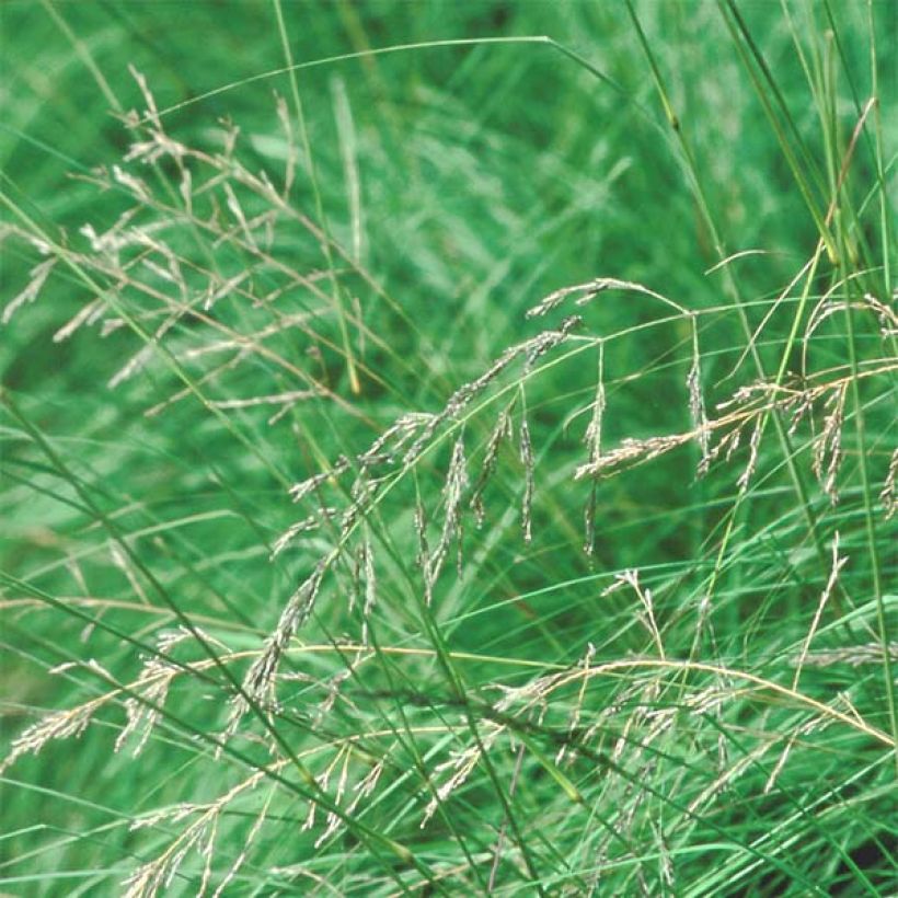 Eragrostis trichodes - Liefdesgras (Flowering)