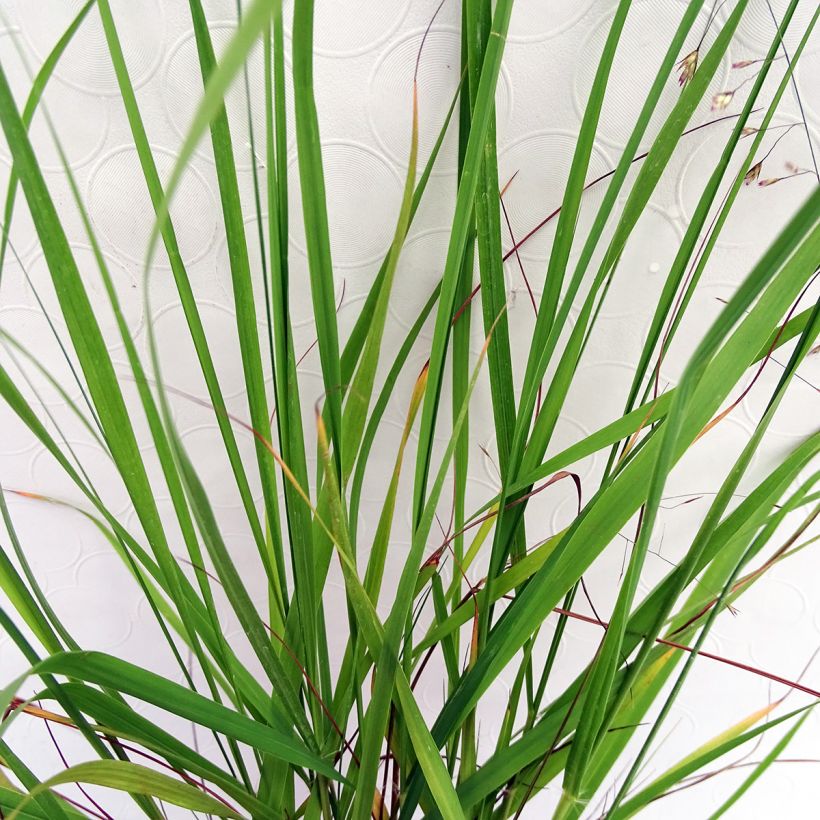 Eragrostis trichodes - Liefdesgras (Foliage)