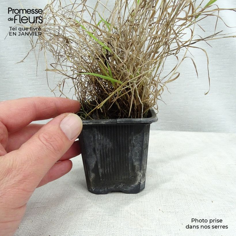 Example of Eragrostis trichodes - Herbe d'amour Kweekpotje van 8/9 cm as you get in hiver