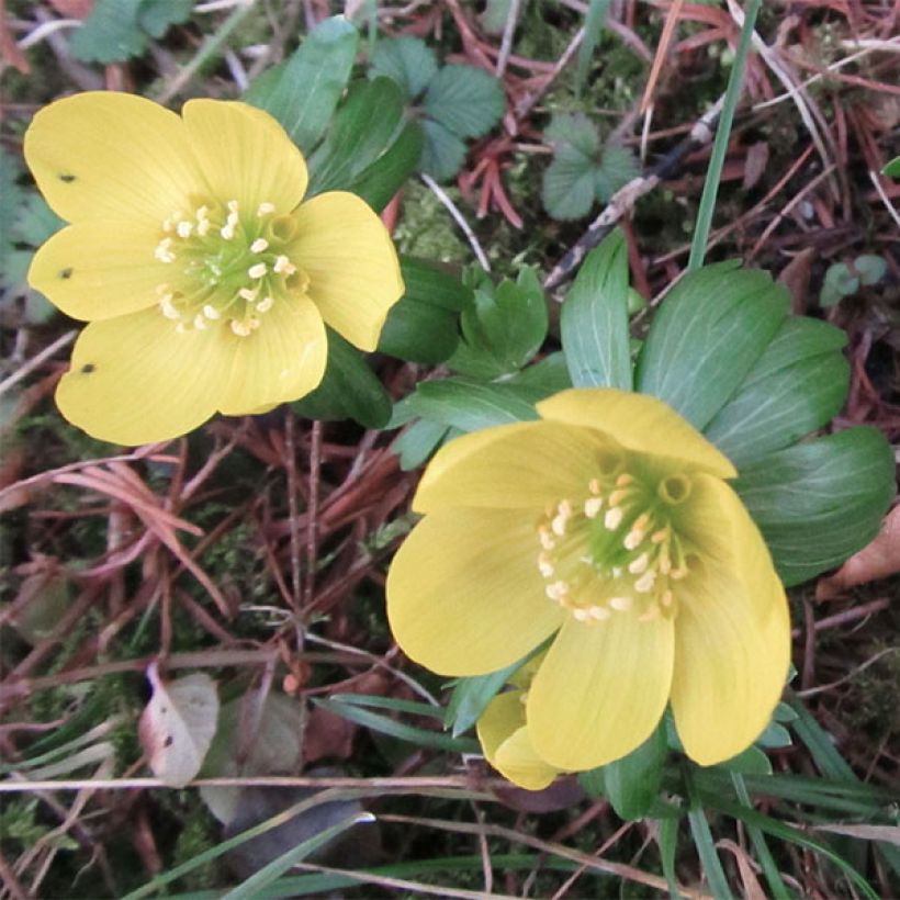 Eranthis hyemalis Schwefelglanz - Winterakoniet (Bloei)
