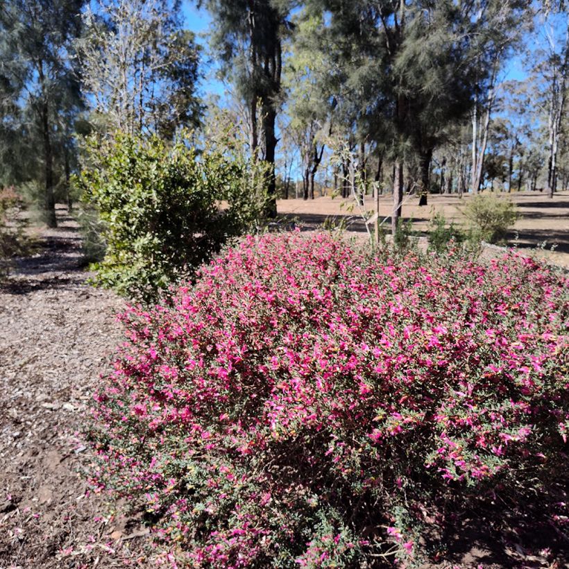 Eremophila maculata - Emustruik (Groeiplaats)