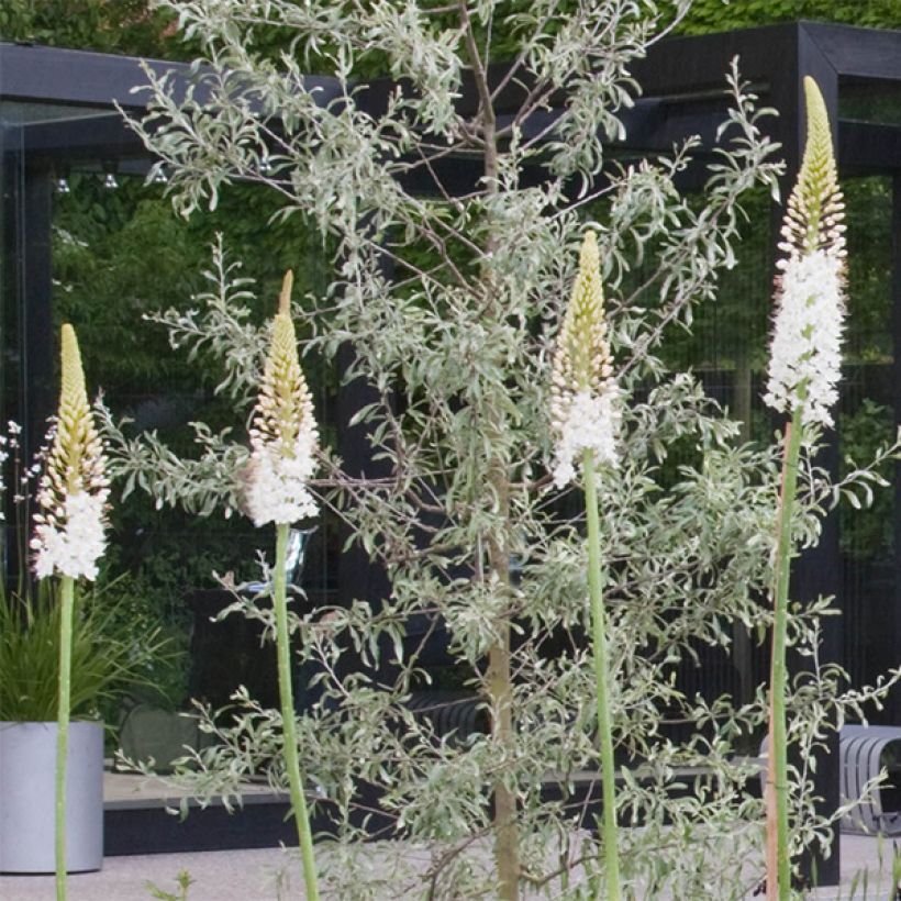 Eremurus White Beauty Favourite - Steppenlelie (Bloei)