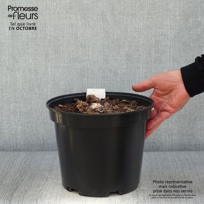 Exemplaar van Eremurus himalaicus - Steppenlelie Pot van 7,5 l/10 l zoals geleverd in de herfst