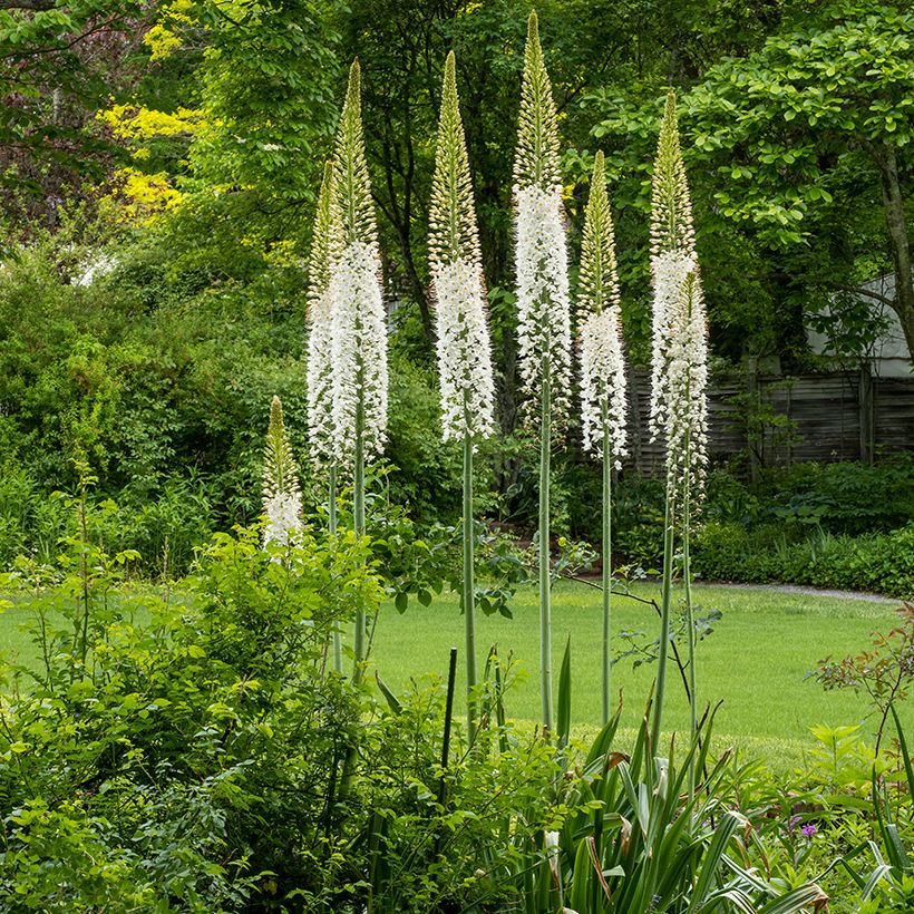 Eremurus himalaicus - Steppenlelie (Groeiplaats)