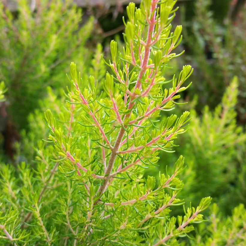 Erica arborea Estrella Gold - Boomheide (Blad)