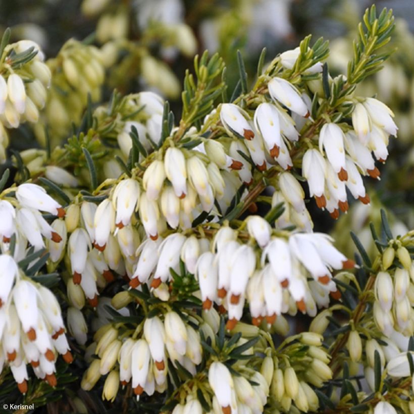 Erica carnea Isabell - Winterheide (Flowering)