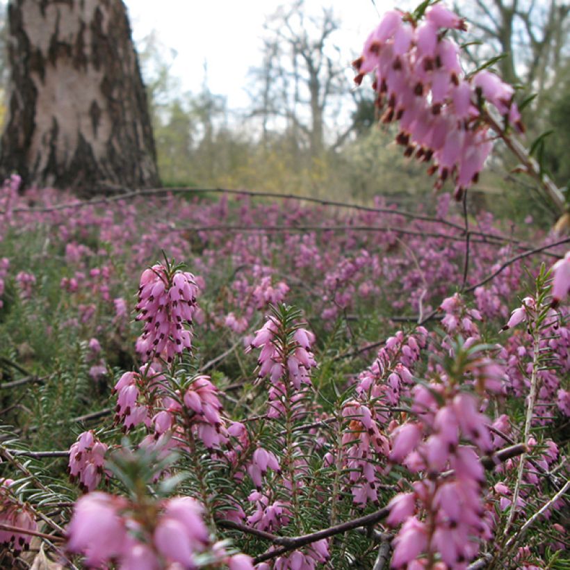 Erica darleyensis Jenny Porter - Winterheide (Flowering)