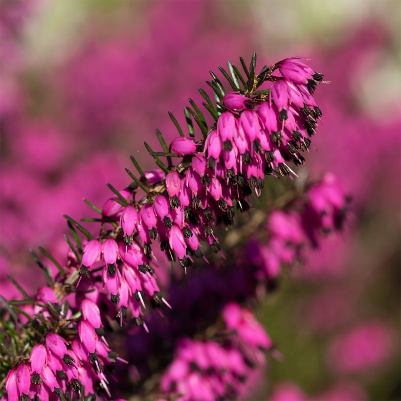 Erica carnea Myreton Ruby - Winterheide (Flowering)