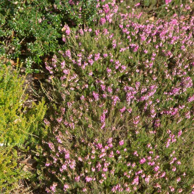 Erica carnea Myreton Ruby - Winterheide (Plant habit)
