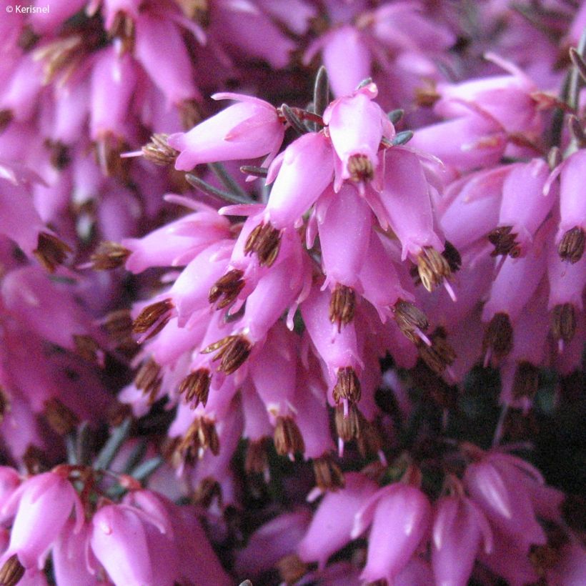 Erica carnea Rosalie - Winterheide (Flowering)