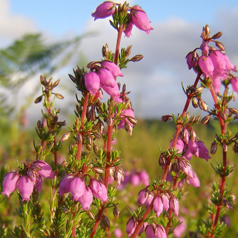 Erica cinerea Rosa Bella - Dopheide (Flowering)