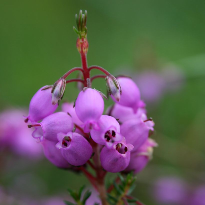 Erica cinerea - Dopheide (Flowering)