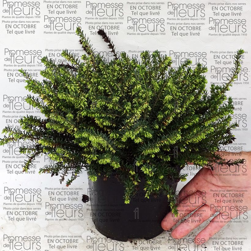 Voorbeeld van een exemplaar van Erica darleyensis Darley Dale - Bruyère d'hiver Pot de 2L/3L zoals geleverd