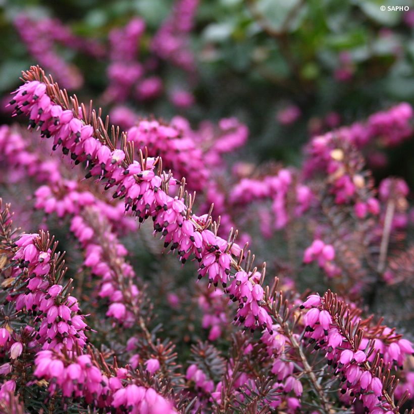 Erica darleyensis Eva Gold - Winterheide (Flowering)