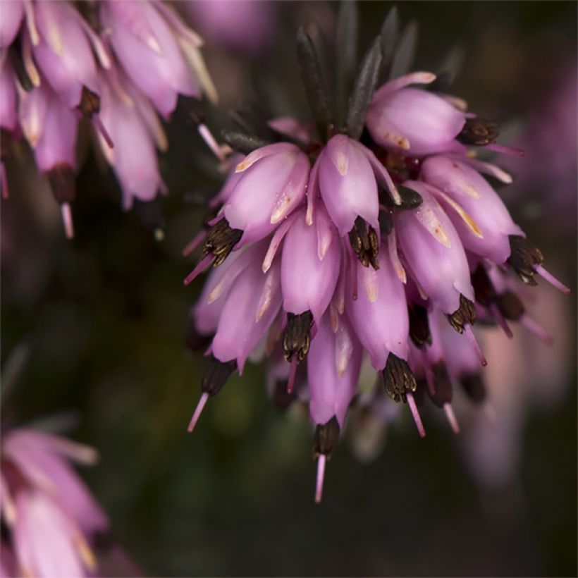 Erica darleyensis Furzey - Winterheide (Flowering)