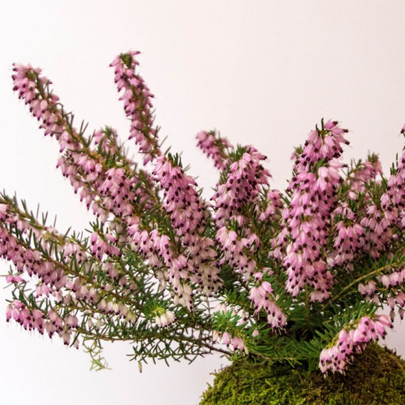 Erica darleyensis Furzey - Winterheide (Plant habit)