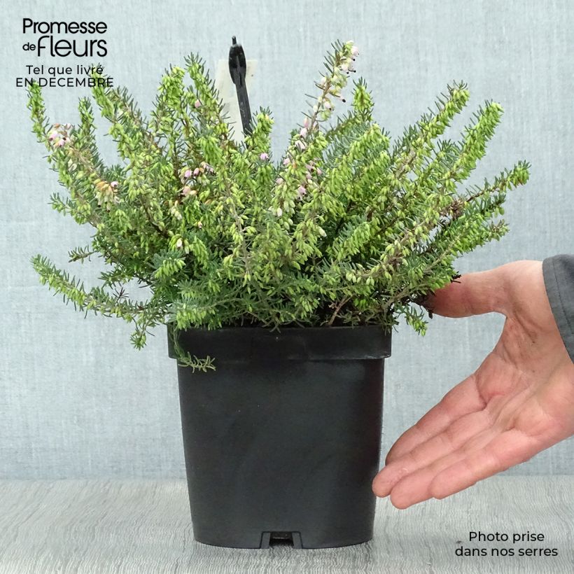 Example of Erica darleyensis Tyann - Winterheide Pot van 2 l/3 l as you get in hiver