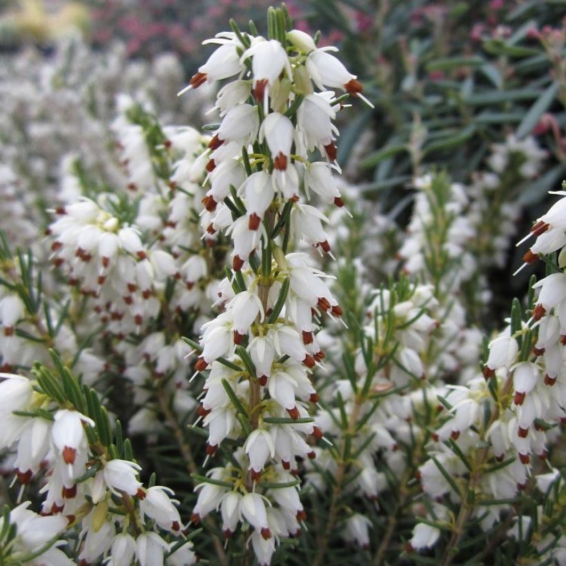Erica darleyensis White Perfection - Winterheide wit (Flowering)