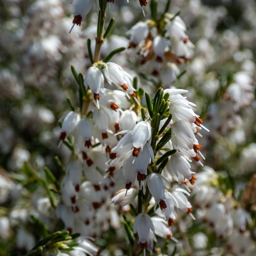 Erica darleyensis White Perfection - Winterheide wit (Bloei)