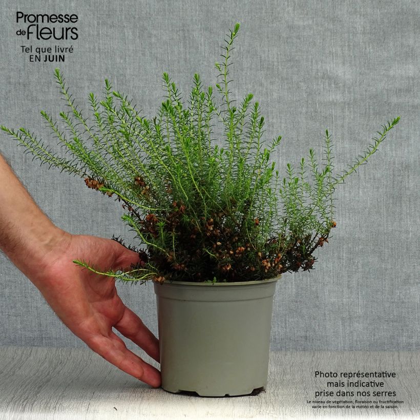 Exemplaar van Erica darleyensis White Perfection - Winterheide wit Kweekpotje van 8/9 cm zoals geleverd in de zomer